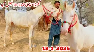 Horse Mandi Tandlianwala Faisalabad | Horse For Sale In Pakistan 2025
