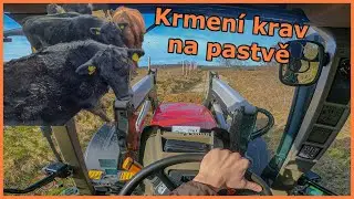 POV/GoPro/driver view 🔴 Case IH Maxxum 140 👨‍🌾 Dovoz siláže na pastvu 🐄 Krmení krav