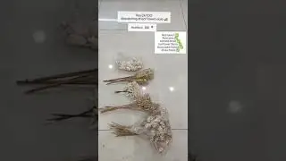 Shipping Beauty! 🌸 Dispatch Day 24 at Zenith Distributors | Dried Flower Orders Going Out