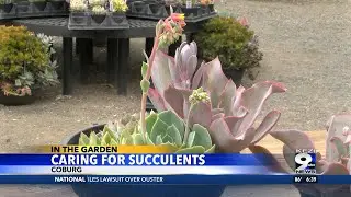 In the Garden: Caring for Succulents