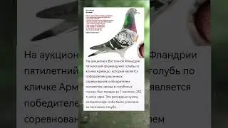 Самый дорогой голубь в мире.