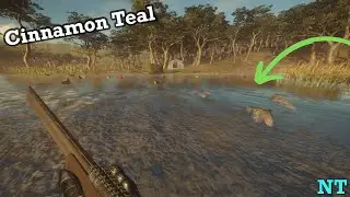 How To Hunt Cinnamon Teal In The Call Of The Wild