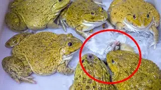Asian Bullfrog Eats Mouse and Worms! Warning Live Feeding