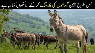 China&rsquo;s Donkey Farming | The Billion-Dollar Donkey Milk & Meat Industry | Urdu Tehreer