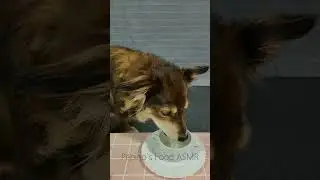 Dog ASMR | Drinking & Pouring Sounds (No Talking)