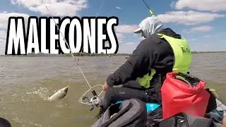 GRAN PESCA DE BOGAS EN LOS MALECONES