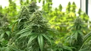 A New Crop: The Grow