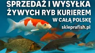 ŻYWE RYBY DO OCZEK WODNYCH I STAWÓW SPRZEDAŻ CAŁA POLSKA
