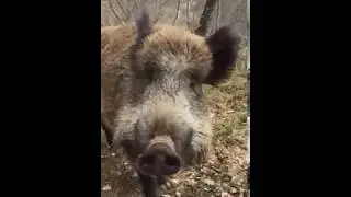 Il cinghiale coccolone di nome  ernesto !!!