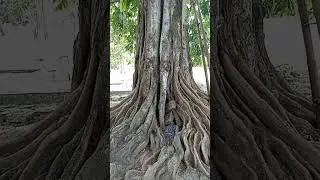 pohon gayam