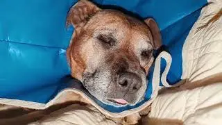 Is there any better than my senior dog snoring and just being cute next to me?