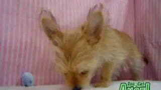 【ペットショップ エンゼル】お薦めの子犬・子猫  1003105.mpg