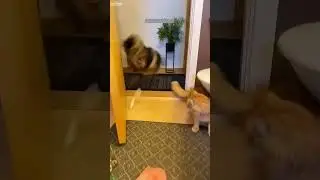 Cute Animals 🥰 Cat Fight 🐱 # #1644