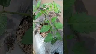 Мини-руководство по выращиванию томатов 🍅 #томат #выращивание #сад #руководство #сельское хозяйст...
