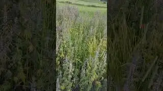 serdecznik pospolity  Leonurus cardiaca it is not honey-producing for bees, only for other