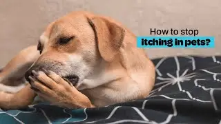 How to stop itching in pets|Pet Care|Pet Parenting|Pet Life|Pet Challenges|Zoivane Pets|Surat|