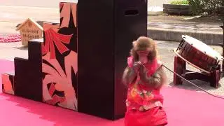 神戸モンキーズ劇場　Monkey performance　猿まわし　ORIGAMI　21st April 2019