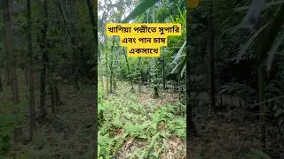 #jaflongsylhet #khasia #supari_ #paan