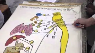 Симп  и пара симпатические нервные части ВНС