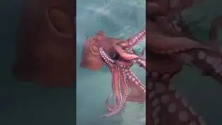 Pesco un Polpo GIGANTE con il Tako Egi Essential INPESCA&reg; #polpo #takoeging #octopusfishing