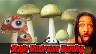 Magic Mushrooms Are Hurting People