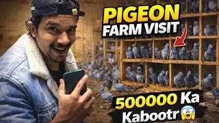 500000 ka kabootr 😱 | I visited the expensive pigeon farm 
