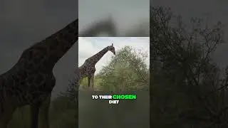 The Fascinating Lifestyle of Giraffes Their Remarkable Adaptations #animals  #nature #wildlife