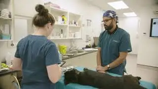 The Franklin Vets Difference