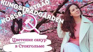 Сакуры цветут в центре Стокгольма! Влог