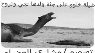 شيلة خلوج علي جثة ولدها تجي وتروح
