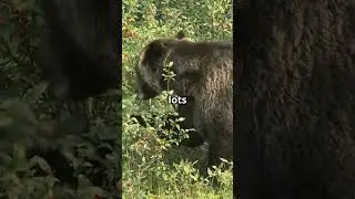 Did you know about Brown Bear Secrets? #funfacts #theory #animals