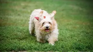 Havanese vs Coton de Tulear: Comparing Two Fluffy Breeds
