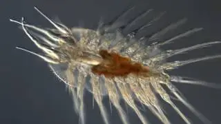 Scaleworm