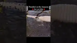 Piranaha vs crocodile (black camon) Amazon river..#piranha #amazon #river #fight