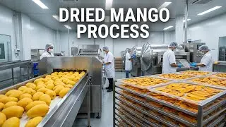 Inside a Dried Mango Factory &ndash; Full Process of Preserving Exotic Mangoes for Global Export