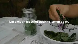 Lemon Balm Infused Oil Recipe