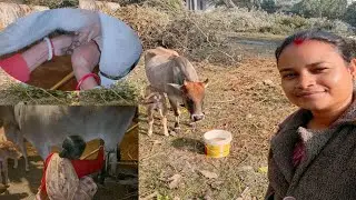 হস্তীনি লালি গরুর দুধ দুয়ালো শাশুড়ি#cowmilking #cow #dailyvlog #pujabapigallary 