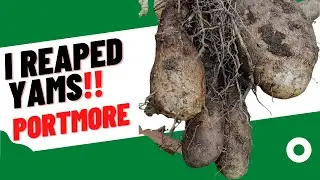 Surprising Yam Harvest (Portmore) - It grew from yam peeling skins, IN A BUCKET!