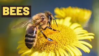 Why are bees so important to life on Earth? | Why are bees important insects ? Lesson For Kids