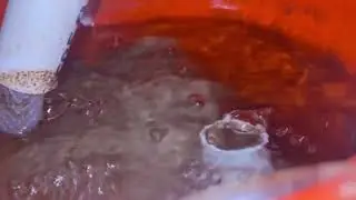 Growing Tilapia in IBC tote (2 month update)