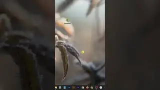 How to fix Incompatible Windows Settings Error in BlueStacks 5