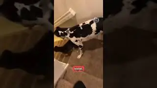 Dog niemiecki: łagodne olbrzymy, kt&oacute;re uważają się za psy kanapowe! 🐕