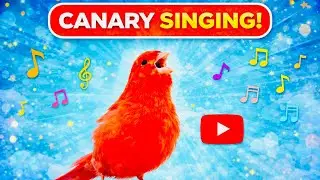 Canary Singing | Red Canary Training | Yellow Canary #galerikenariindonesia #canarysinging #kenari