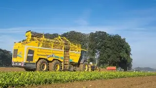 Ropa Tiger 6S | Arrachage de betteraves 2022 🚜👌