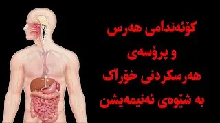 کۆئەندامی هەرس و پرۆسەی هەرسکردنی خۆراک بەشێوەی ئەنیمەیشم