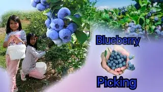 Сбор черники | Сбор черники | крупная черника