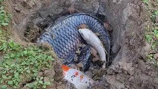 Viral Fishing 2021! Find Fish Underground Hole on Dry Season