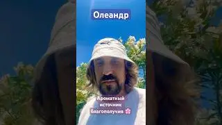 Цветёт Олеандр. Ароматный источник благополучия 🌸❤️✨