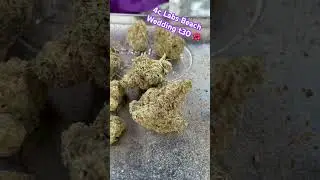 4c Labs Beach Wedding t30 🌺 #medicalcannabis #painrelief #ukmedicalcannabis #cannabisheals