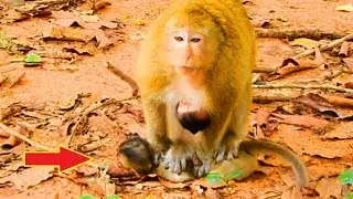 Omg! Why Breen Step On Baby Like This! What's Gonging On All Monkeys, How Baby Scared!